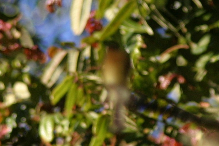 Ochraceous Pewee - ML616683080