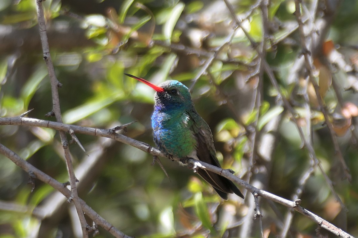 Broad-billed Hummingbird - ML616683090