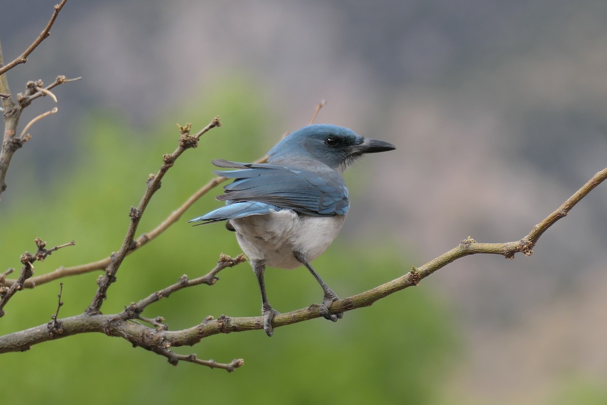 Mexican Jay - ML616683206