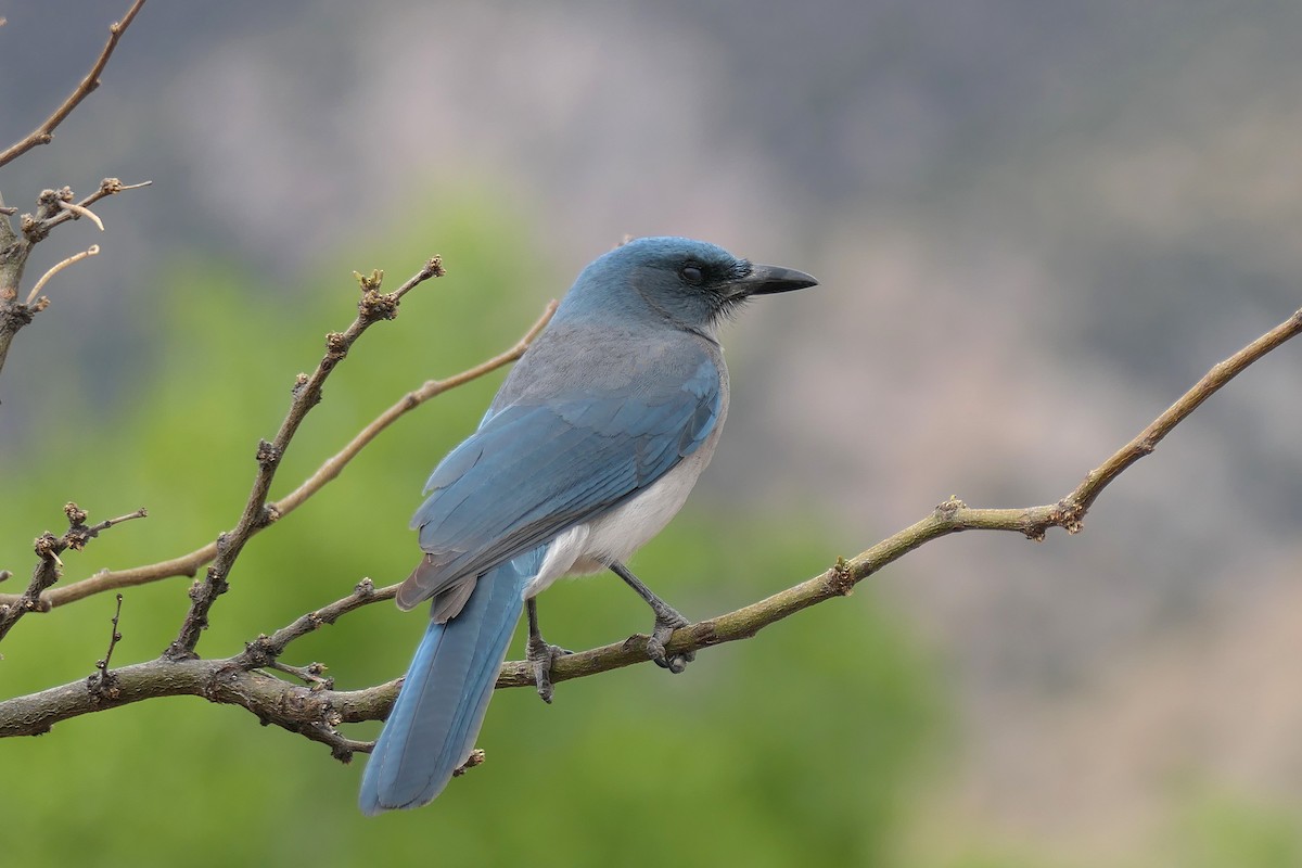 Mexican Jay - ML616683207