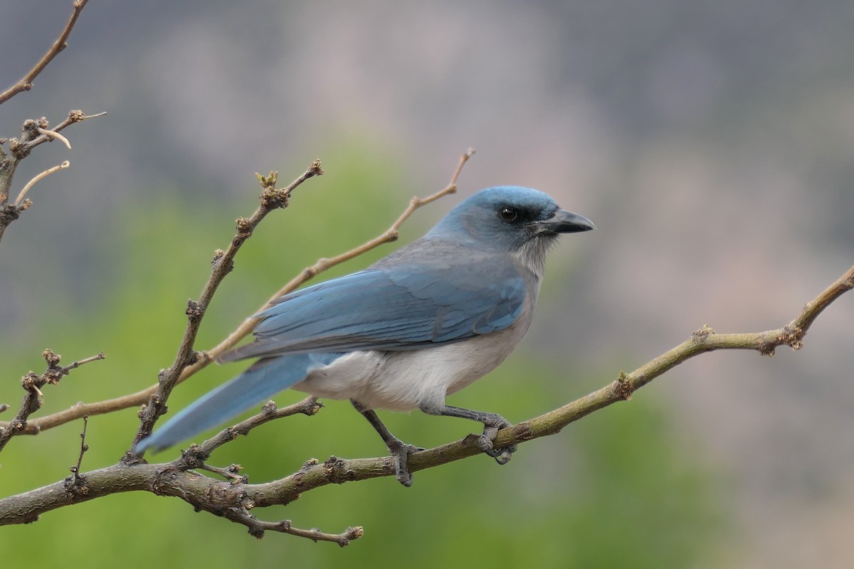 Mexican Jay - ML616683208