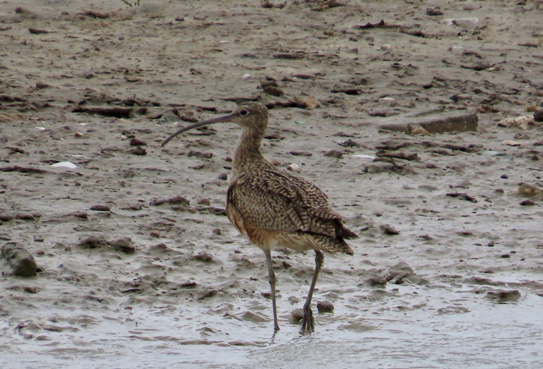 Long-billed Curlew - ML616683224