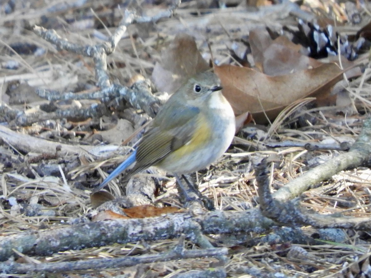 Red-flanked Bluetail - ML616683254