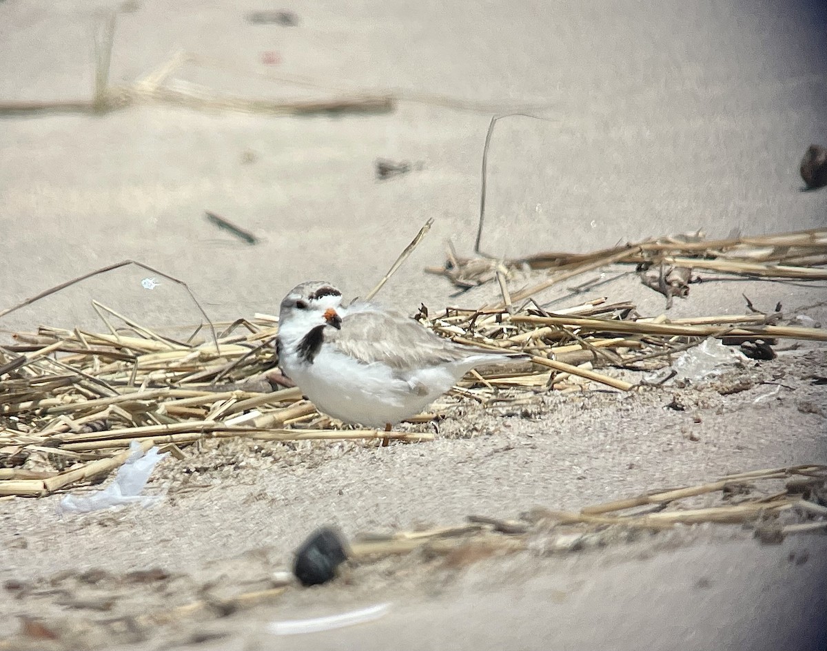 Piping Plover - ML616683276