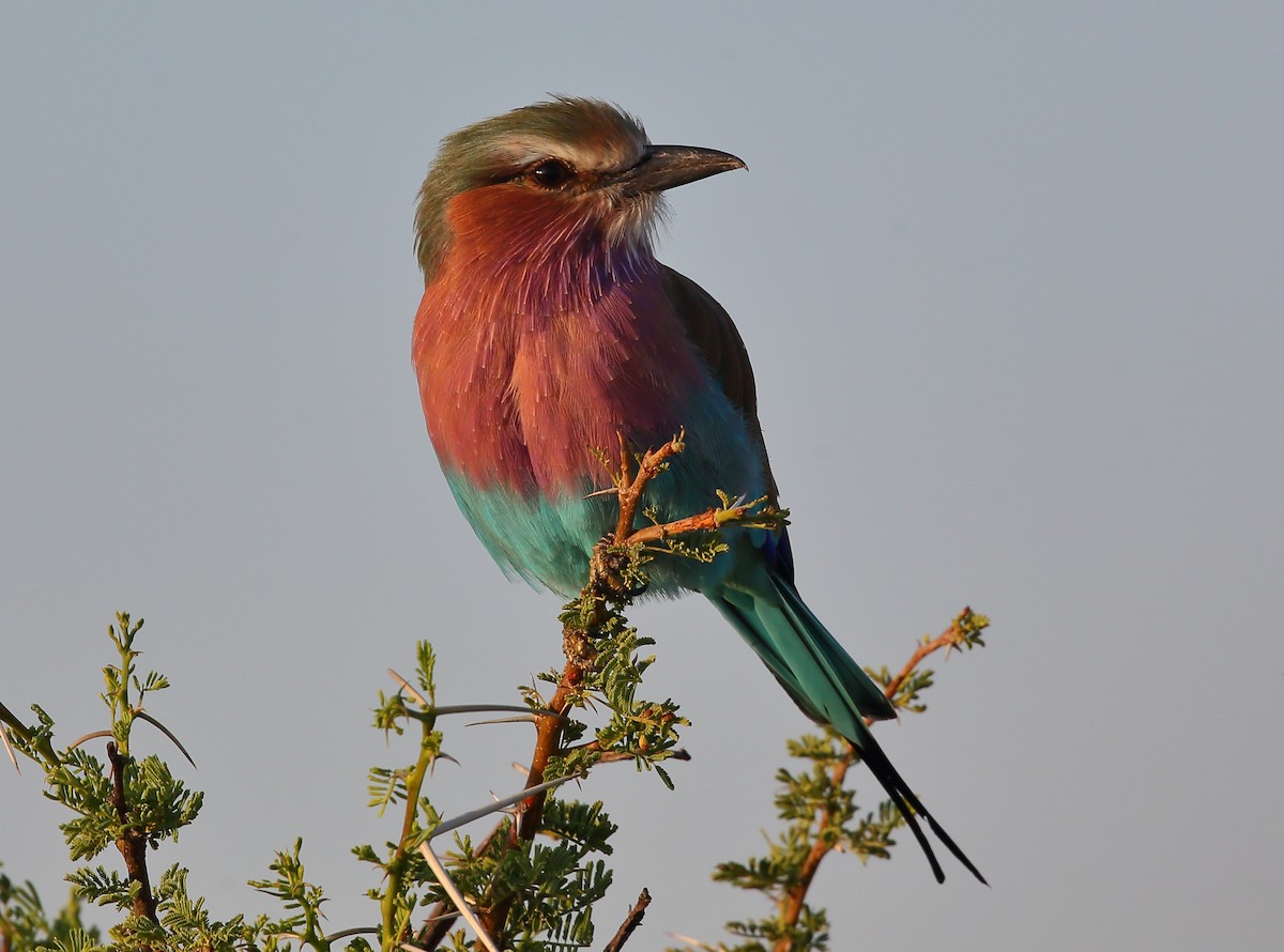 Lilac-breasted Roller (Lilac-breasted) - ML616683280