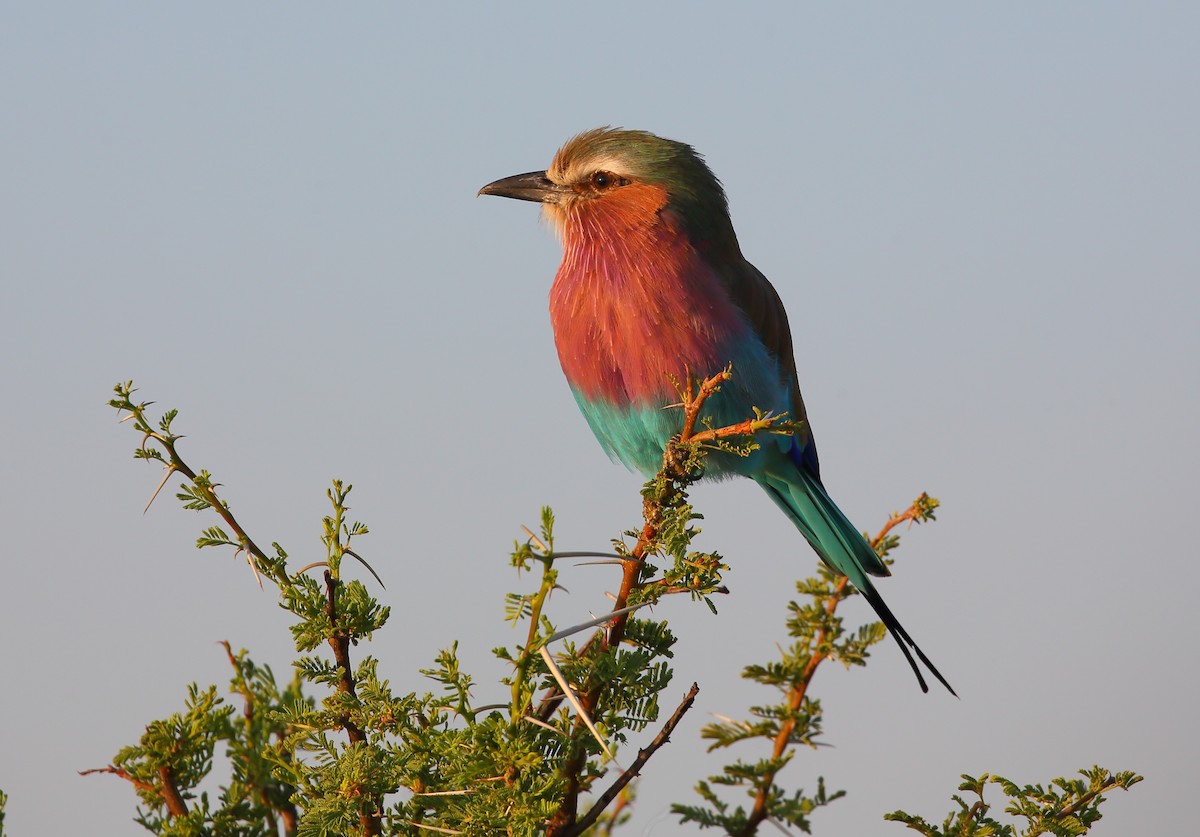 Lilac-breasted Roller (Lilac-breasted) - ML616683293