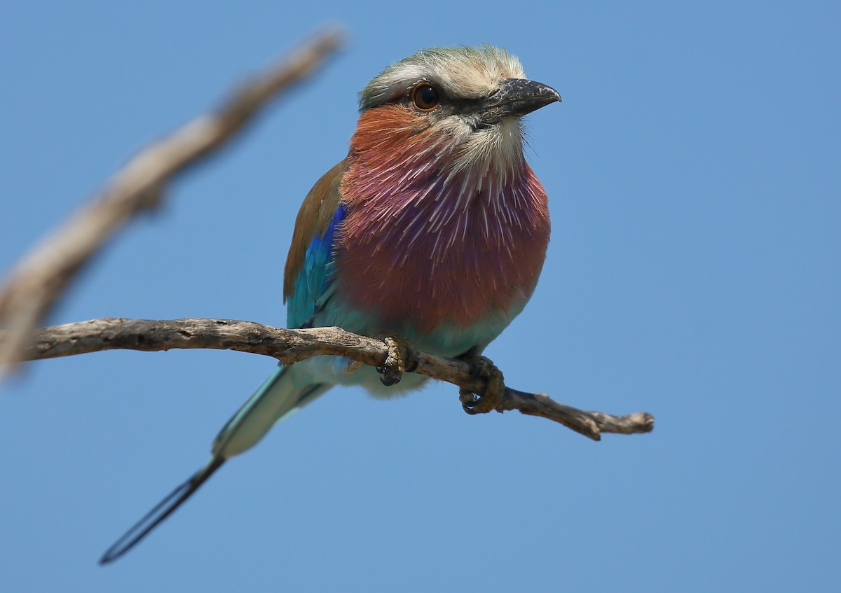 Lilac-breasted Roller (Lilac-breasted) - ML616683312