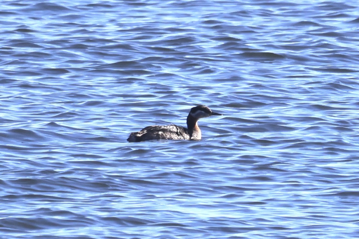 Red-necked Grebe - ML616683355