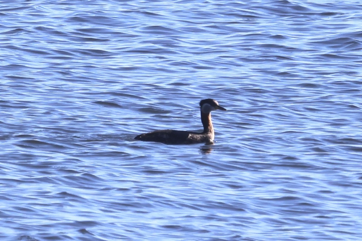 Red-necked Grebe - ML616683357