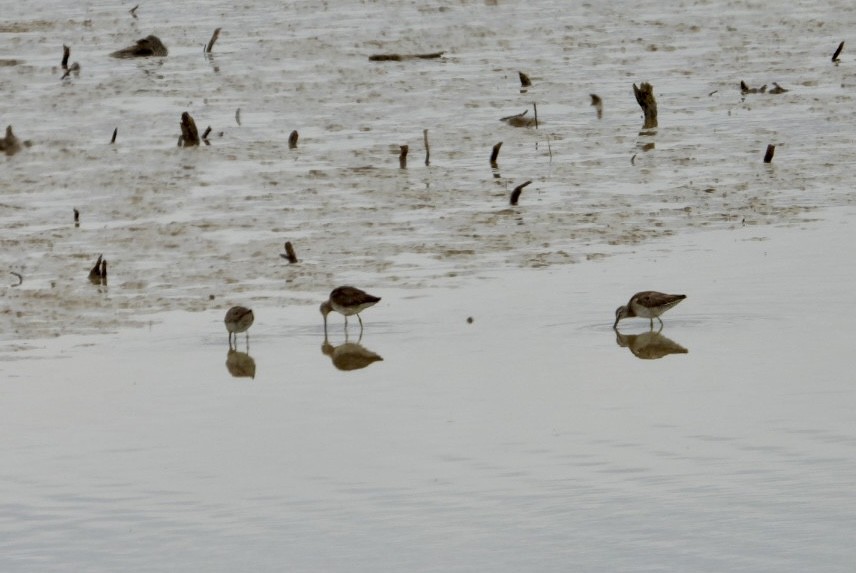 Long-billed Dowitcher - ML616683369