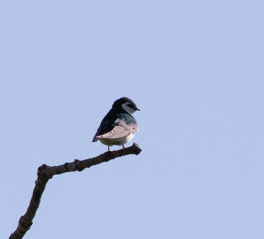 Violet-green Swallow - ML616683384