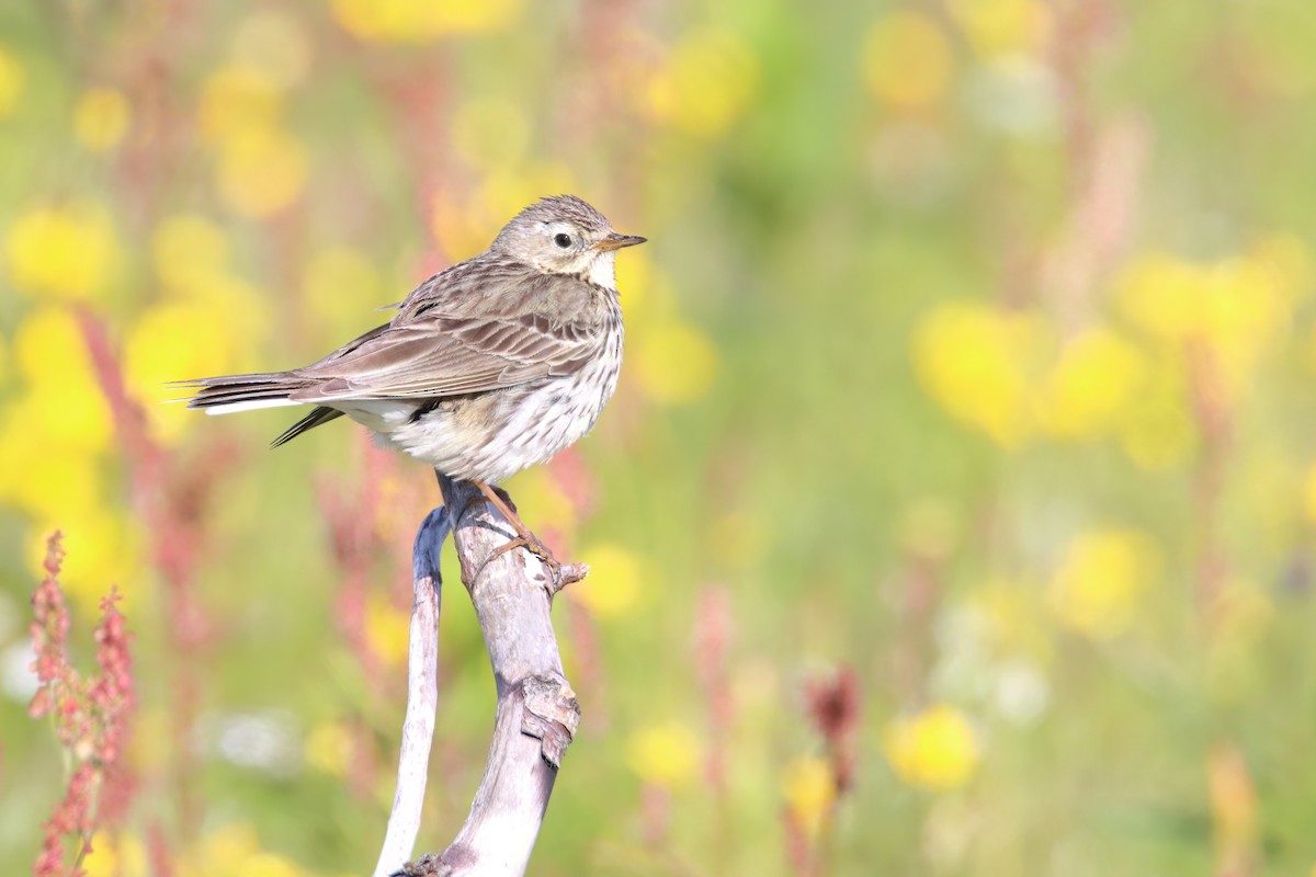 Meadow Pipit - ML616683446