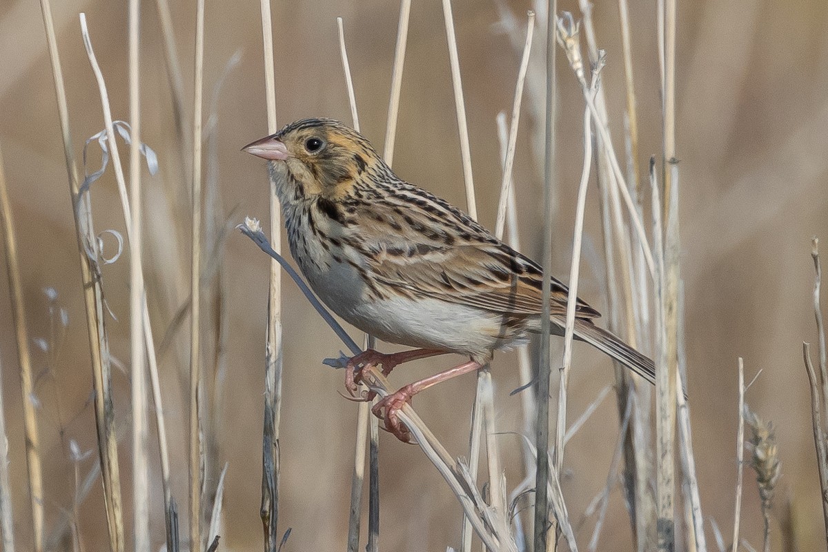 Baird's Sparrow - ML616683738
