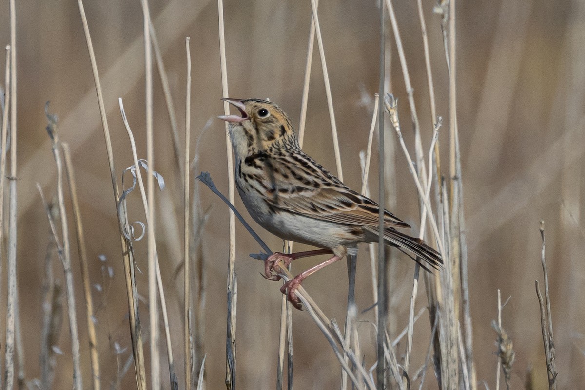 Baird's Sparrow - Robert Raffel