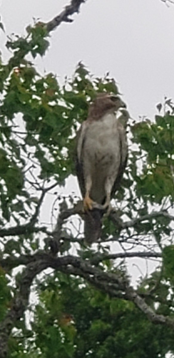 Red-tailed Hawk - ML616683743