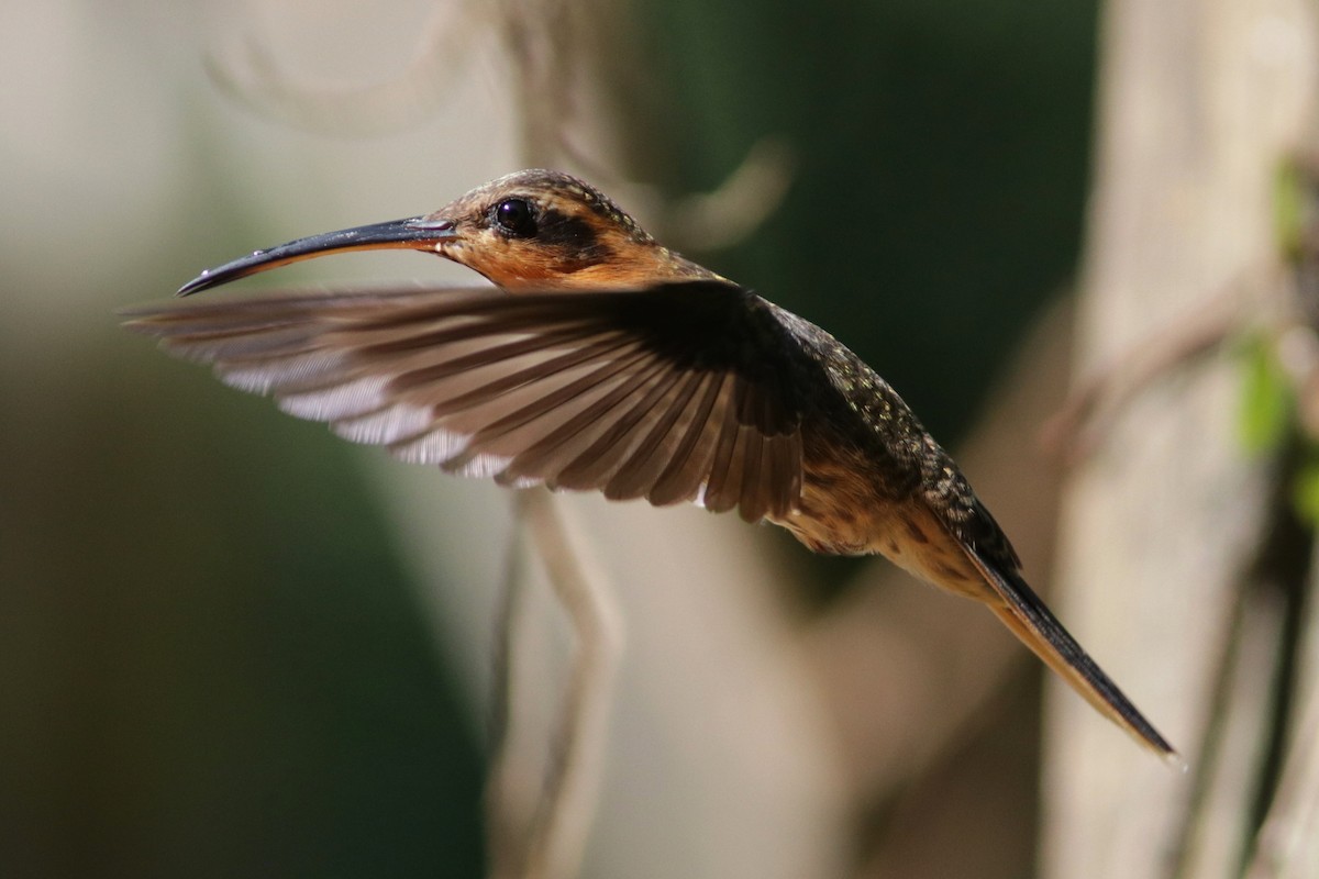 kolibřík pilozobý - ML616683798