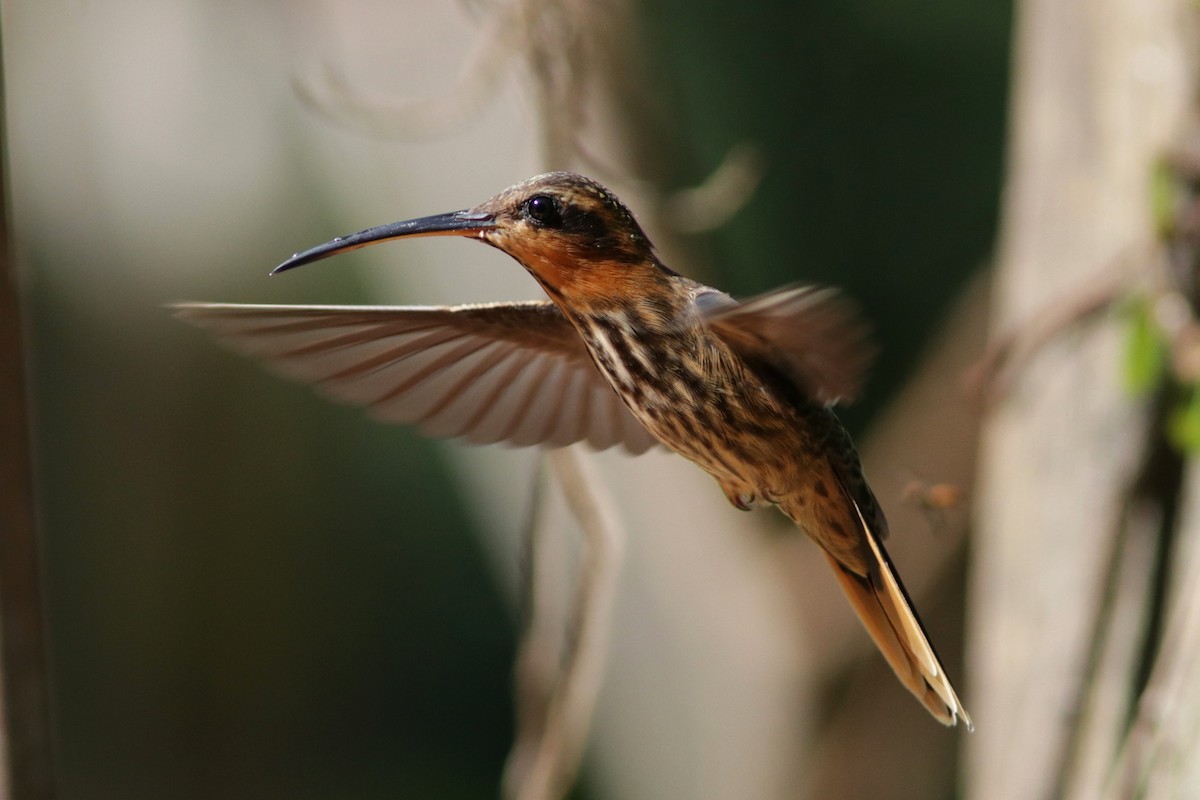 kolibřík pilozobý - ML616683799