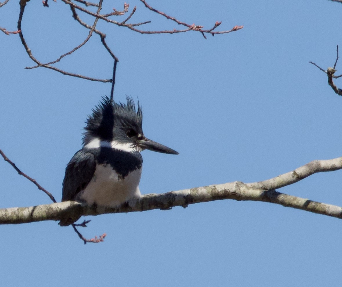Belted Kingfisher - ML616683803