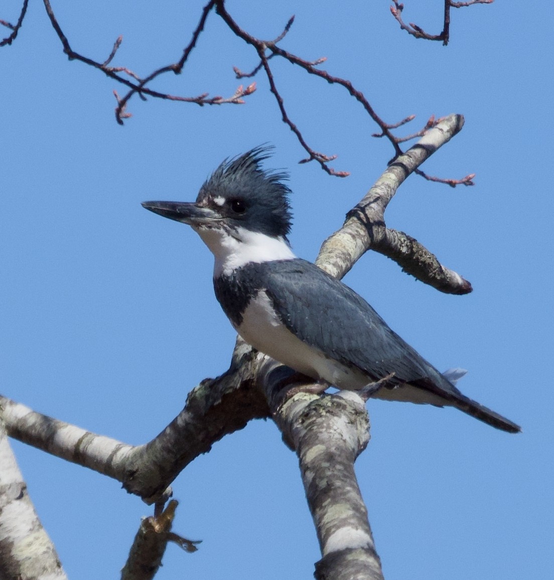 Belted Kingfisher - ML616683804