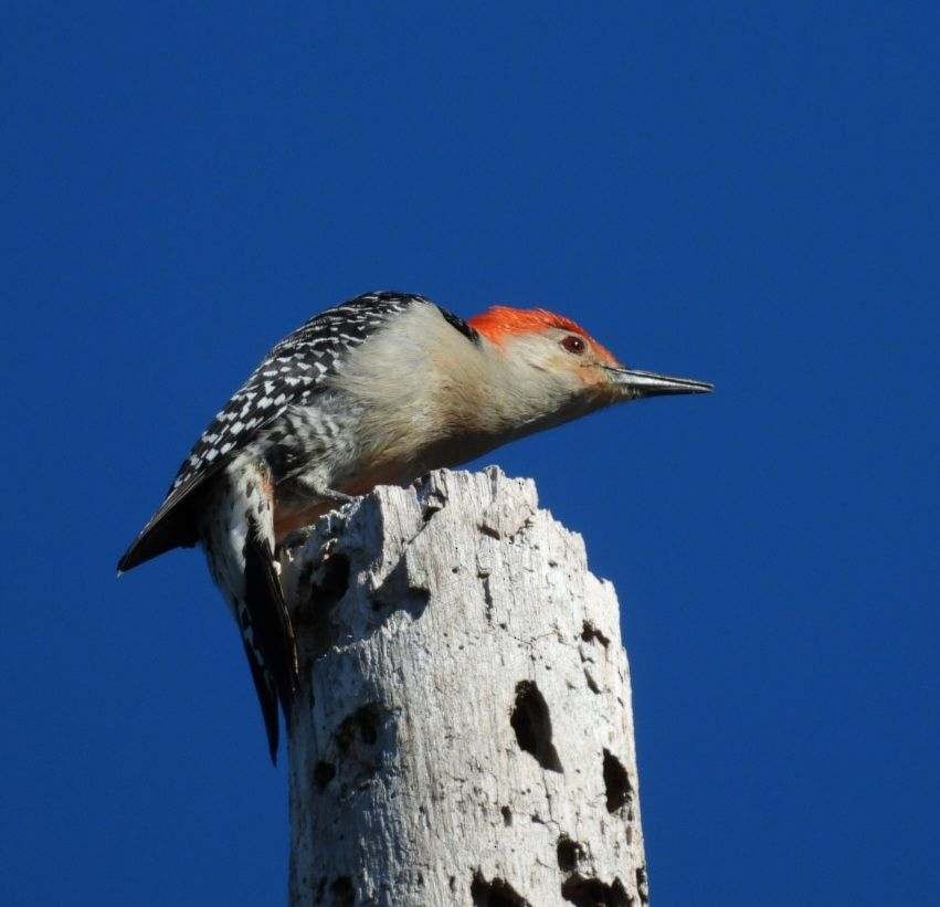 Red-bellied Woodpecker - ML616684006