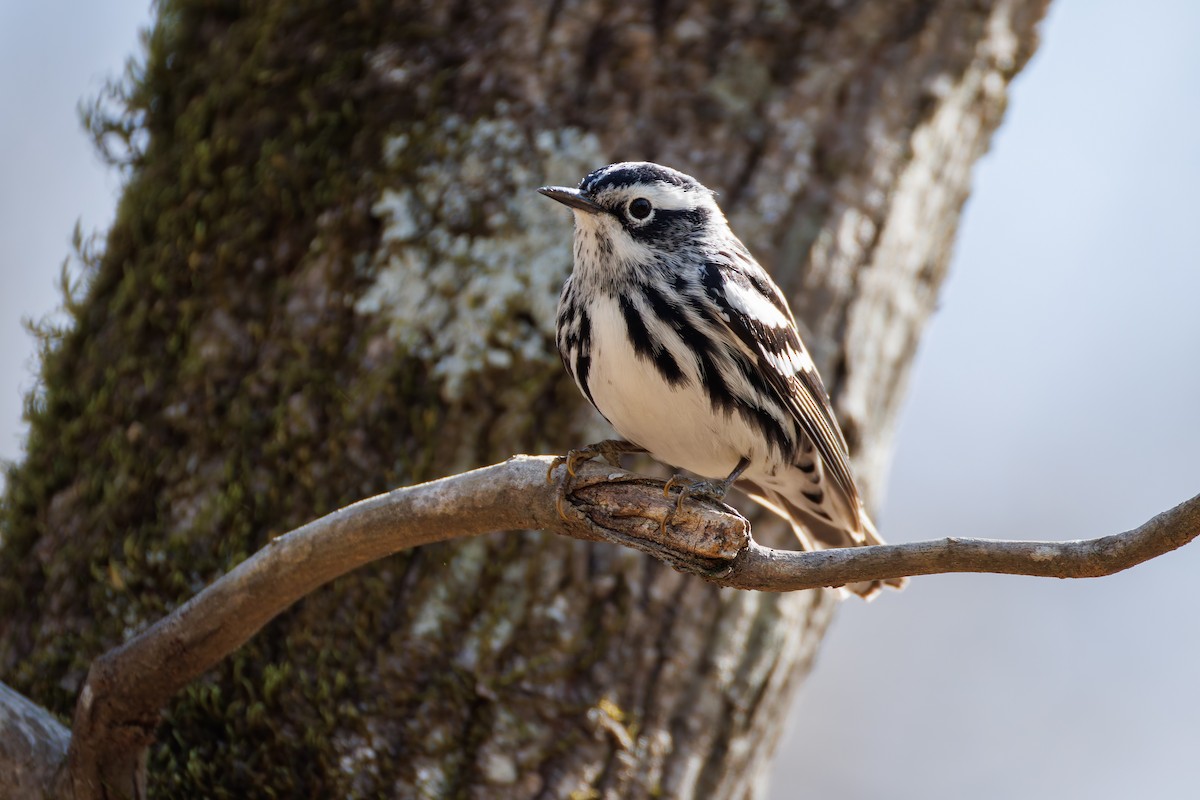 Black-and-white Warbler - ML616684095