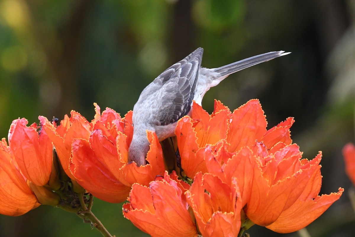 Tropical Mockingbird (Southern) - ML616684098