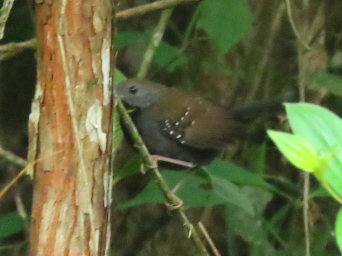 Black-throated Antbird - ML616684115