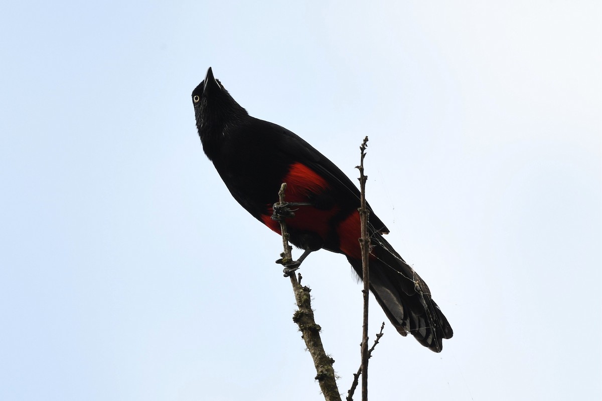 Red-bellied Grackle - ML616684157