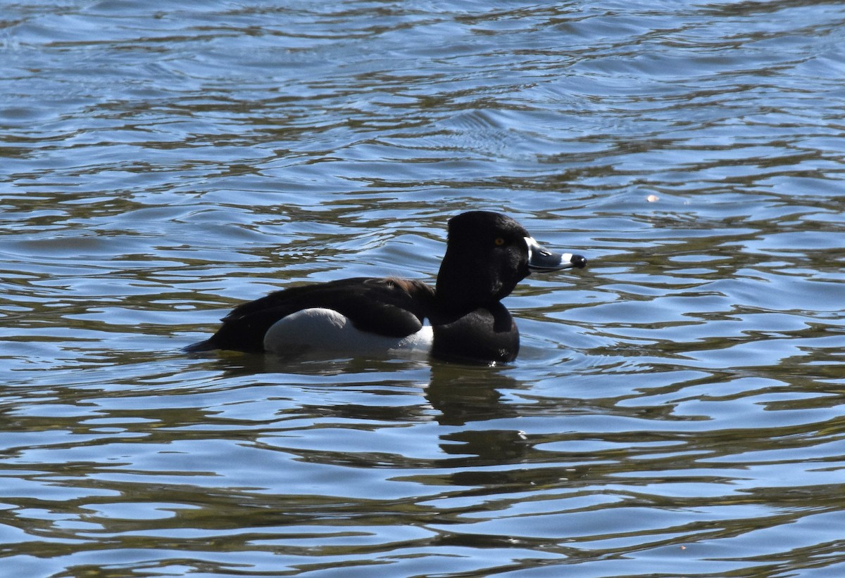 Ring-necked Duck - ML616684236
