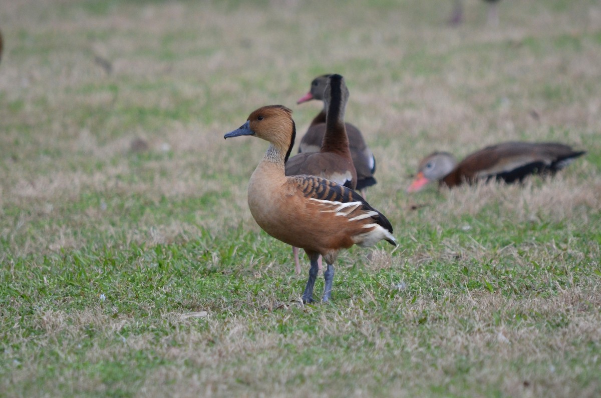 Fulvous Whistling-Duck - Skip Smith