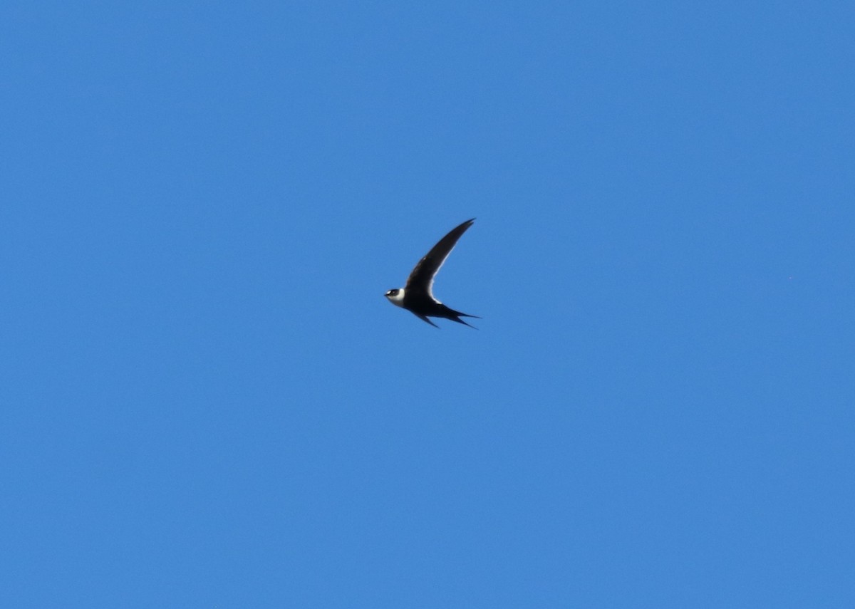 Great Swallow-tailed Swift - Matt Baumann