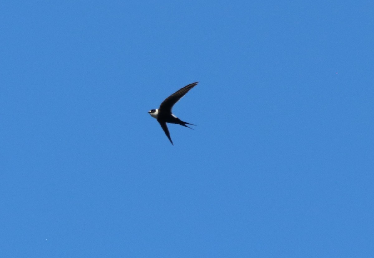 Great Swallow-tailed Swift - Matt Baumann