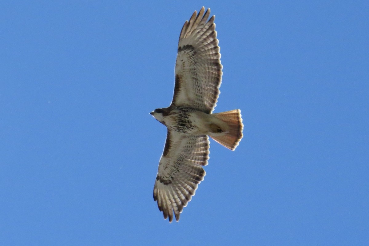 Red-tailed Hawk - ML616684553