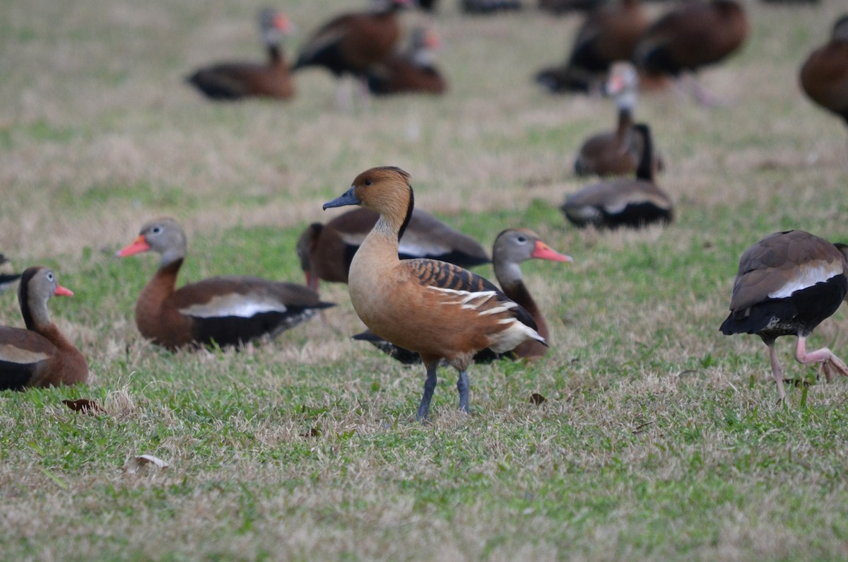 Fulvous Whistling-Duck - ML616684558