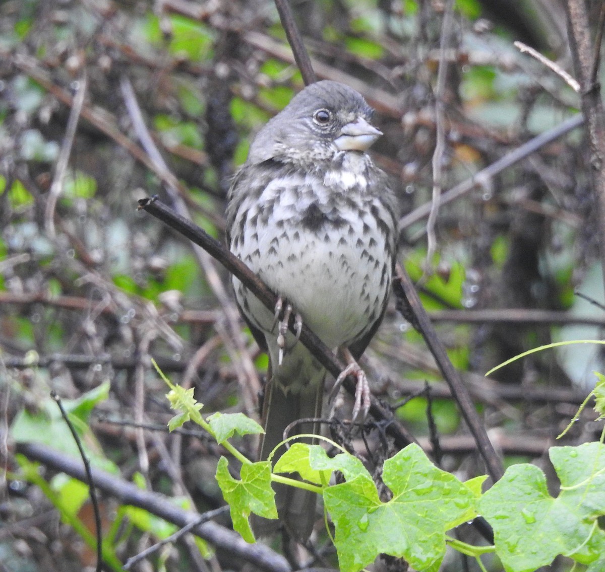 Fox Sparrow (Thick-billed) - ML616684920