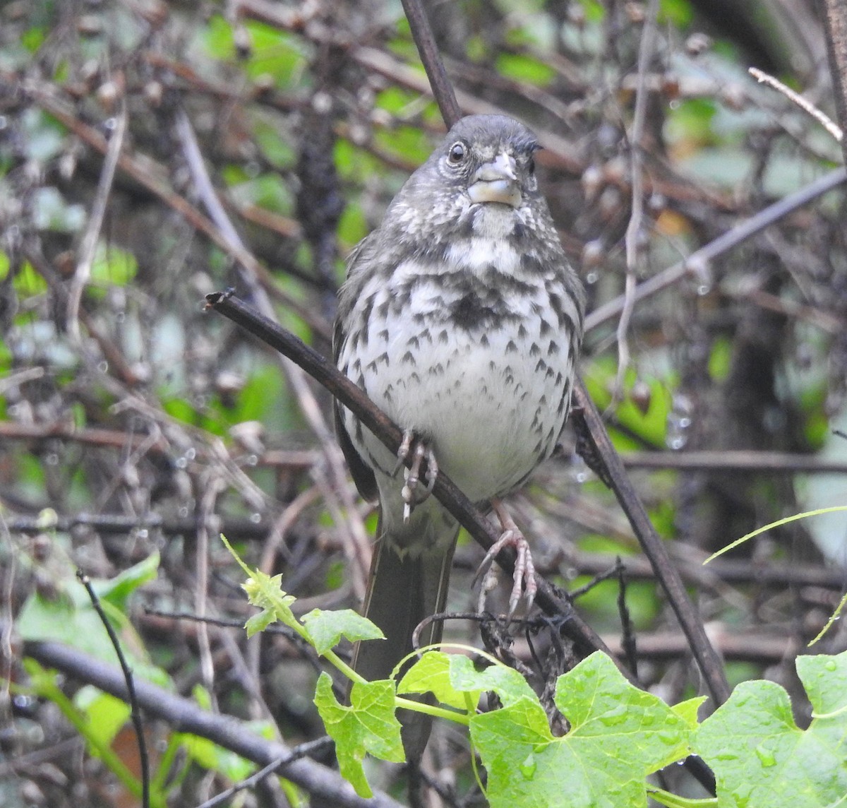 Fox Sparrow (Thick-billed) - ML616684921