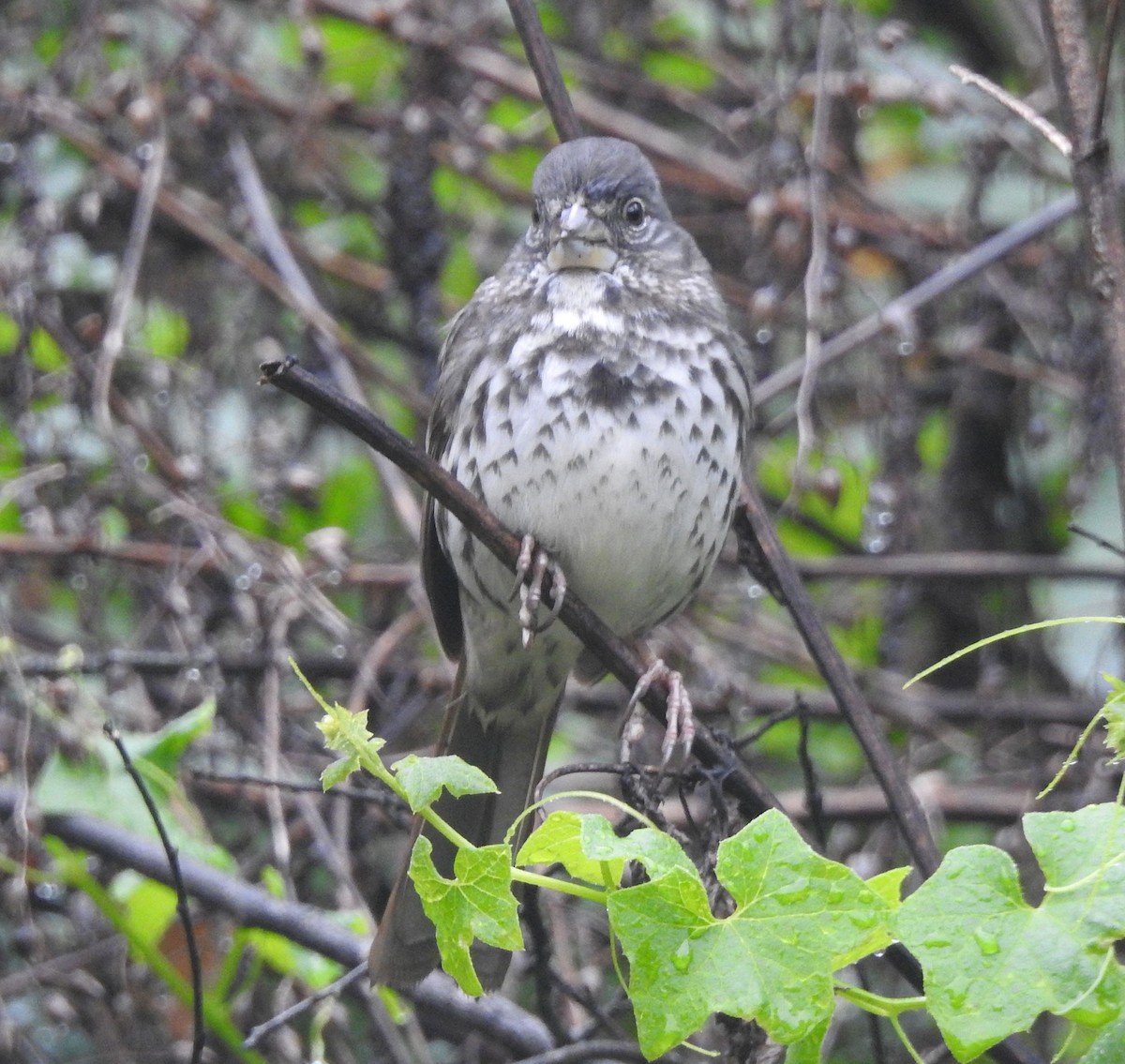 Fox Sparrow (Thick-billed) - ML616684922