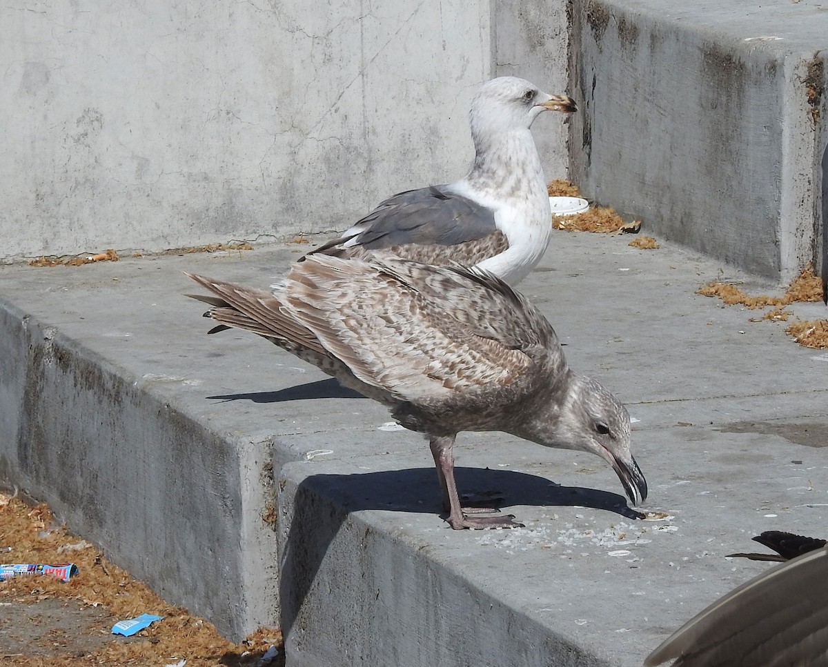 Western x Glaucous-winged Gull (hybrid) - ML616684944