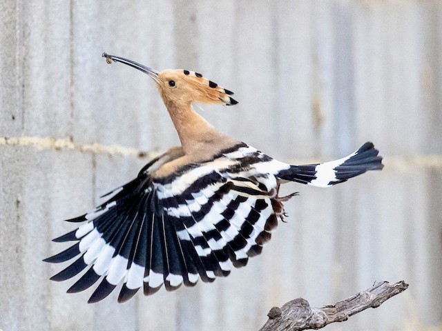 Definitive Basic (or Alternate) Plumage (subspecies <em class="SciName notranslate">epops</em>). - Eurasian Hoopoe - 