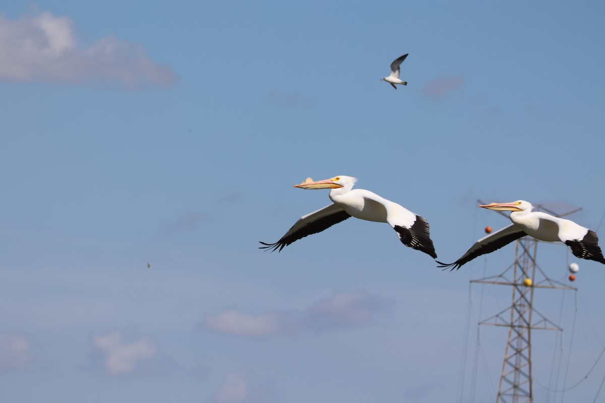pelikán severoamerický - ML616685215