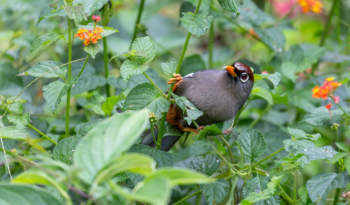 Chestnut-capped Laughingthrush - Brian Small