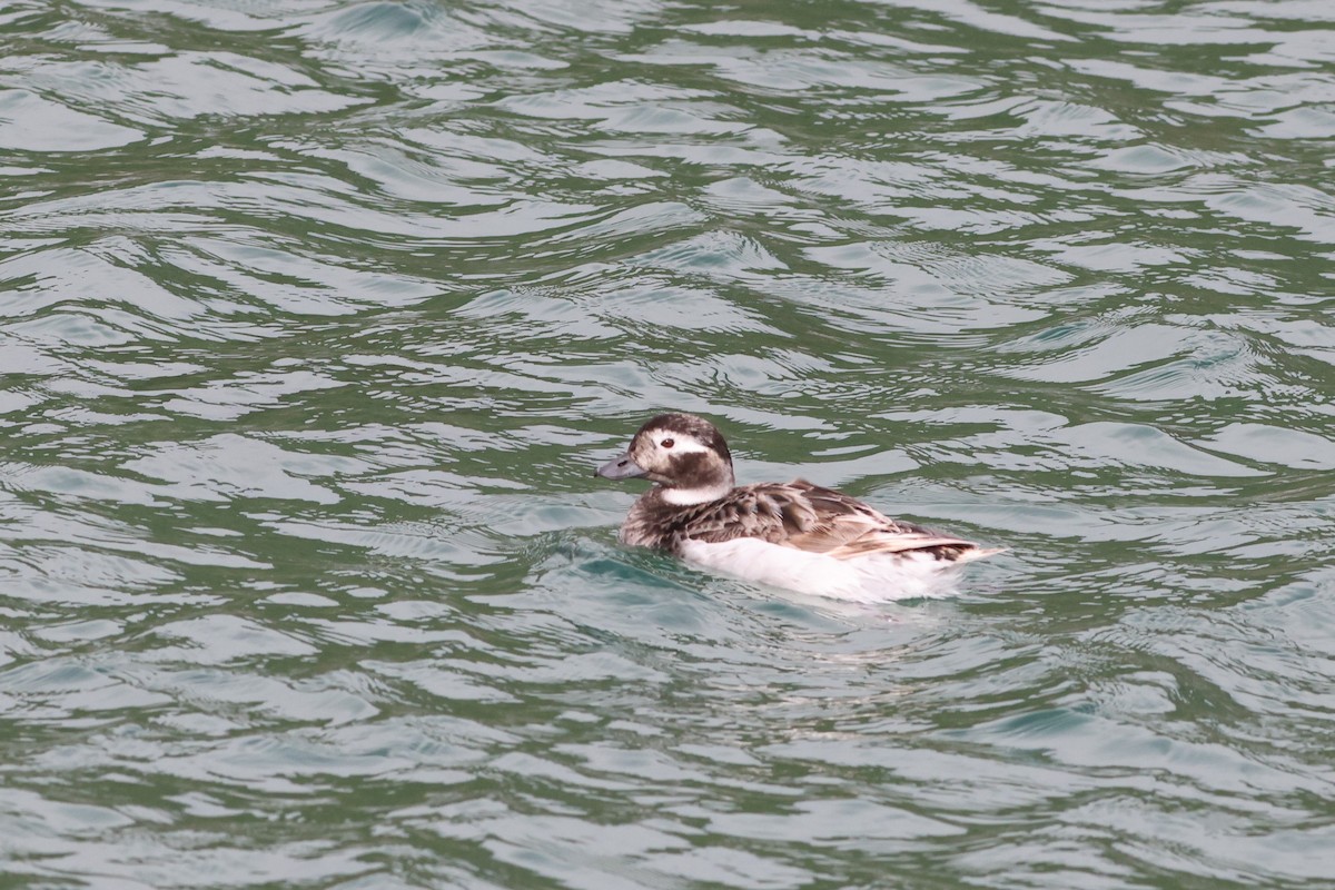 Long-tailed Duck - Brian Gibbons