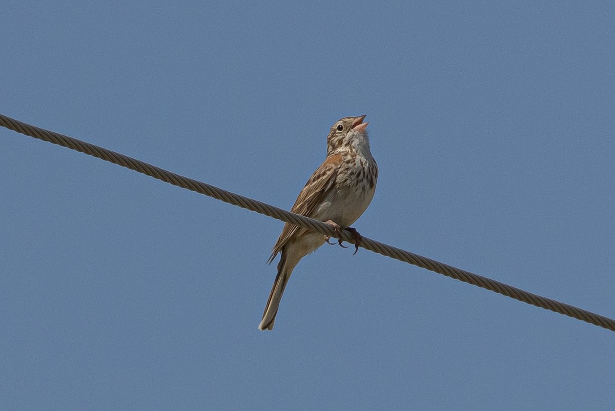 Vesper Sparrow - ML616685396