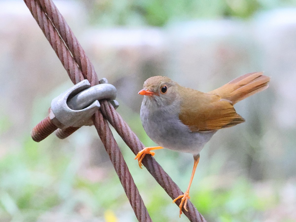 Orange-billed Nightingale-Thrush - Myles McNally