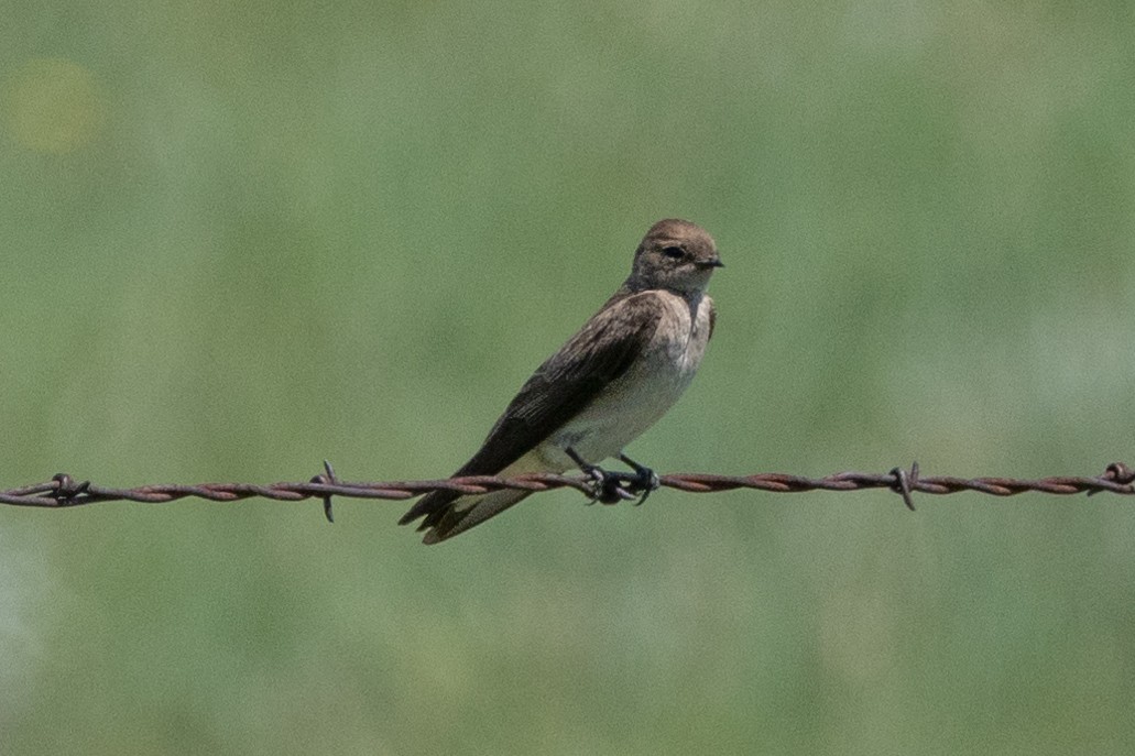 Northern Rough-winged Swallow - ML616685421
