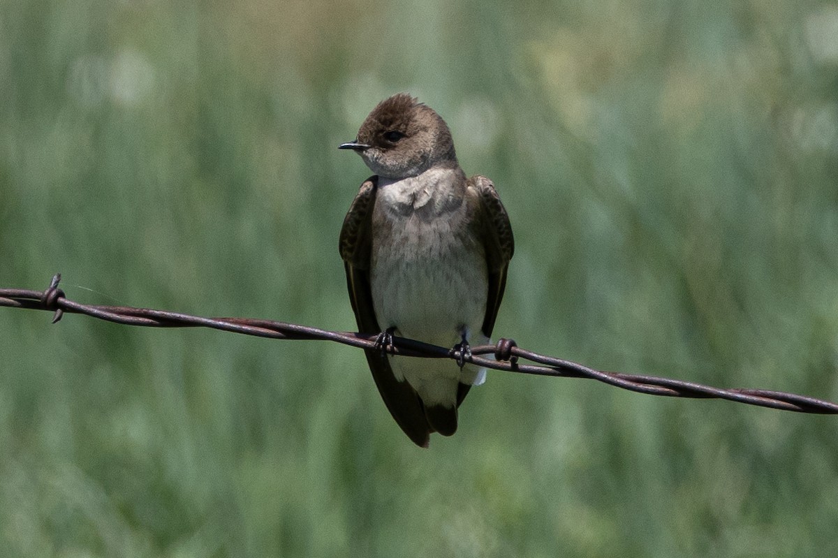 Northern Rough-winged Swallow - ML616685422