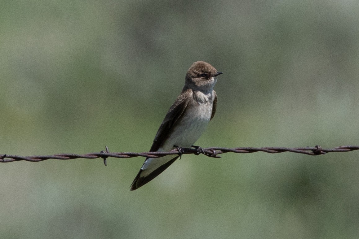 Northern Rough-winged Swallow - Robert Raffel