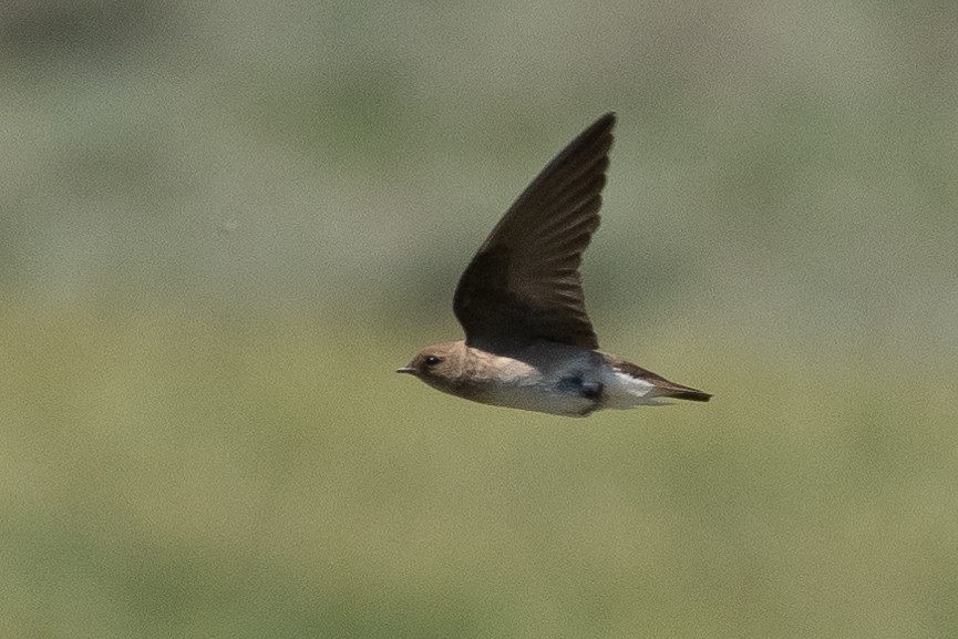 Northern Rough-winged Swallow - ML616685425