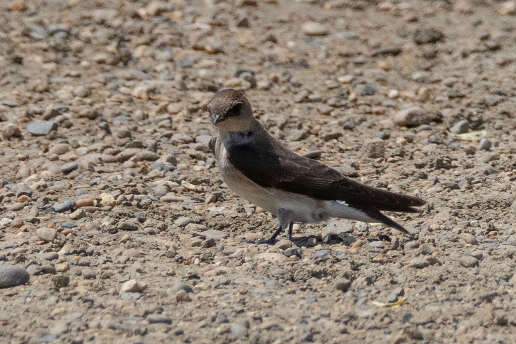 Northern Rough-winged Swallow - Robert Raffel