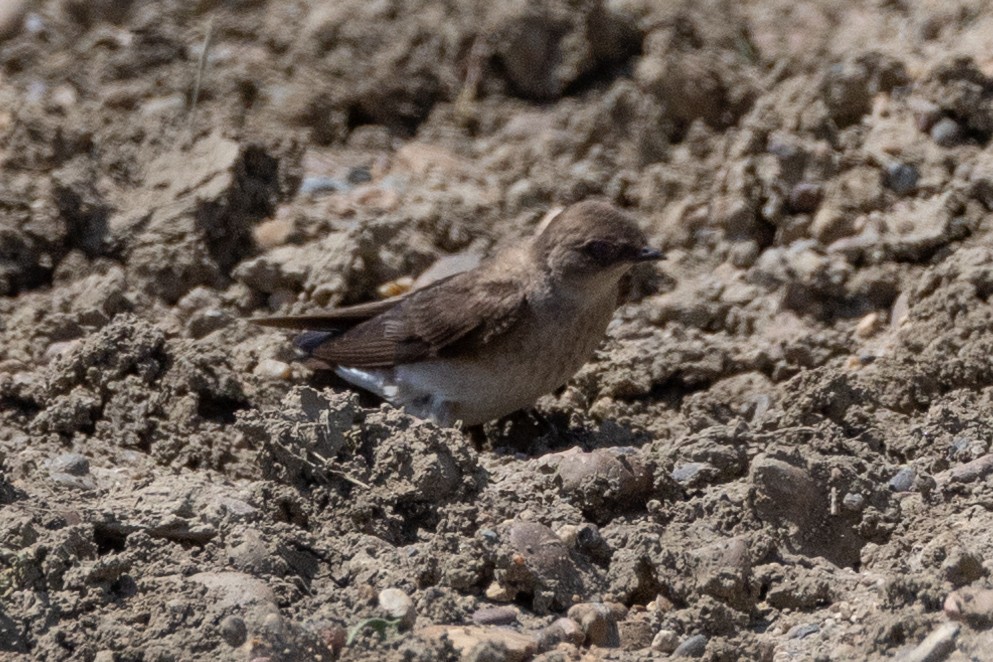 Northern Rough-winged Swallow - ML616685427